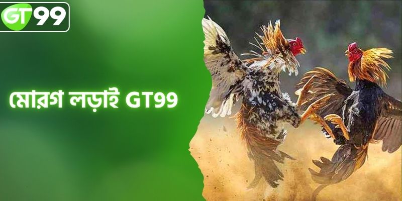 মোরগ লড়াই GT99 - রোমাঞ্চকর শত শত ম্যাচের উত্তেজনা